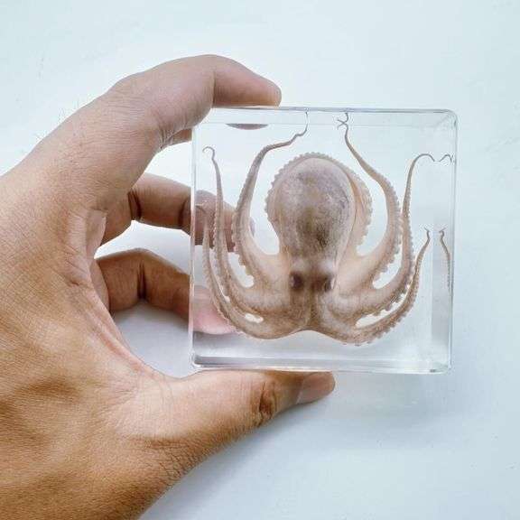 Real Preserved Octopus Paperweight