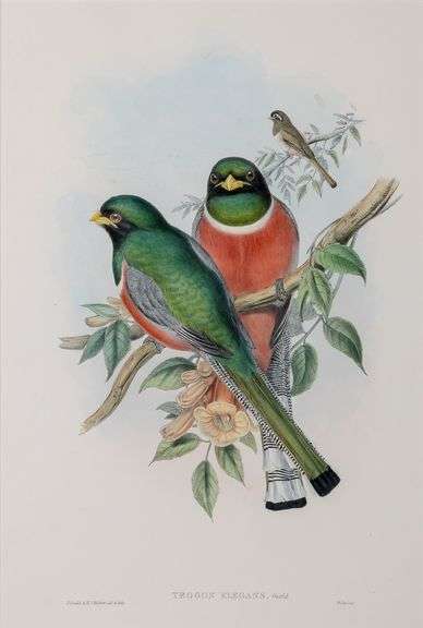 Exclusive John Gould Hand-Colored Lithograph Trogon Bird, 1858-81 John Gould Trogon Elegans