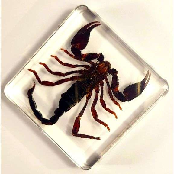 Real Black Scorpion Preserved in Crystal Paperweight