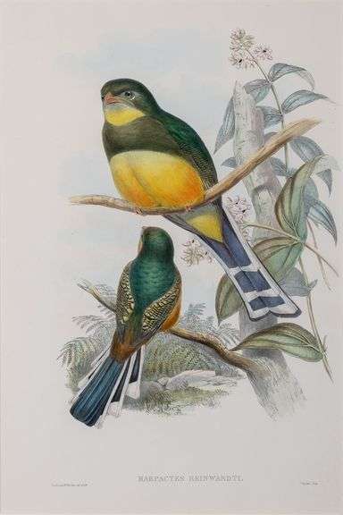 Exclusive John Gould Hand-Colored Lithograph Trogon Bird, 1858-77