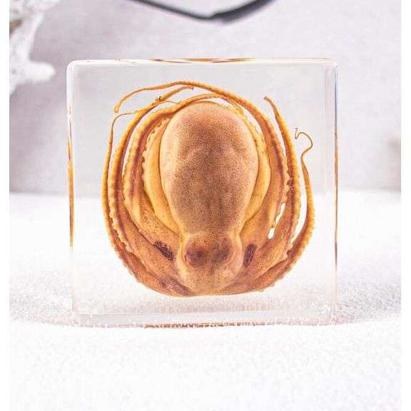 Real Preserved Octopus Paperweight