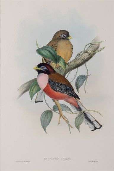 Exclusive John Gould Hand-Colored Lithograph Trogon Bird, 1858-75