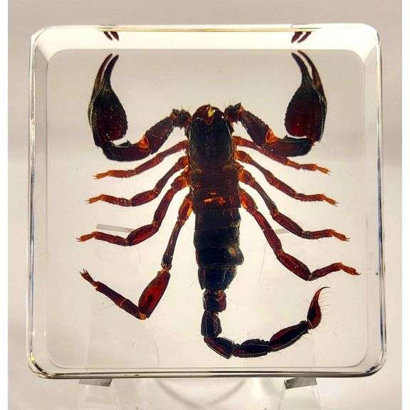 Real Black Scorpion Preserved in Crystal Paperweight