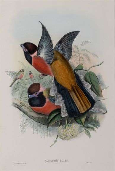 Exclusive John Gould Hand-Colored Lithograph Trogon Bird, 1858-76
