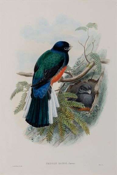 Exclusive John Gould Hand-Colored Lithograph Trogon Bird, 1858-79 John Gould Trogon Bairdi