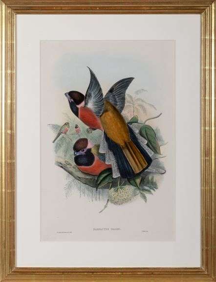 Exclusive John Gould Hand-Colored Lithograph Trogon Bird, 1858-76