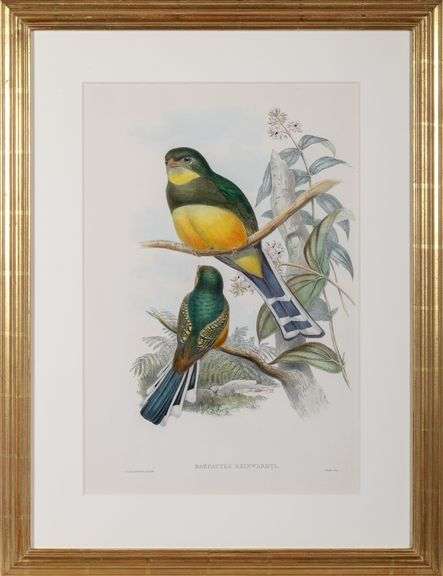 Exclusive John Gould Hand-Colored Lithograph Trogon Bird, 1858-77