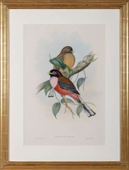 Exclusive John Gould Hand-Colored Lithograph Trogon Bird, 1858-75