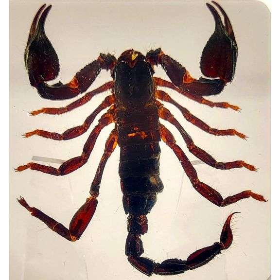 Real Black Scorpion Preserved in Crystal Paperweight