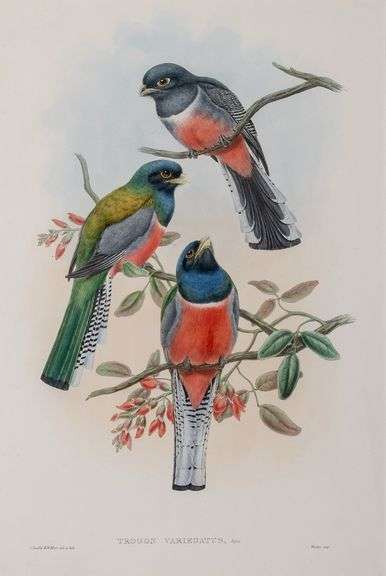 Exclusive John Gould Hand-Colored Lithograph Trogon Bird, 1858-82 John Gould Trogon Variegatus