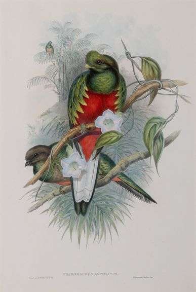 Exclusive John Gould Hand-Colored Lithograph Trogon Bird, 1858-78
