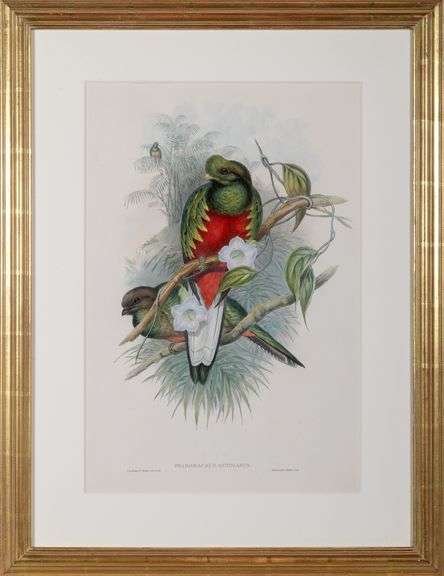 Exclusive John Gould Hand-Colored Lithograph Trogon Bird, 1858-78