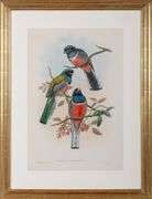 Exclusive John Gould Hand-Colored Lithograph Trogon Bird, 1858-82 John Gould Trogon Variegatus
