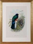 Exclusive John Gould Hand-Colored Lithograph Trogon Bird, 1858-79 John Gould Trogon Bairdi