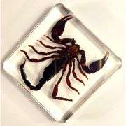 Real Black Scorpion Preserved in Crystal Paperweight