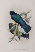 Exclusive John Gould Hand-Colored Lithograph Trogon Bird, 1858-80 John Gould Trogon Chionurus