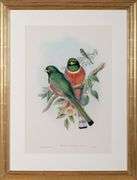 Exclusive John Gould Hand-Colored Lithograph Trogon Bird, 1858-81 John Gould Trogon Elegans