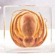 Real Preserved Octopus Paperweight