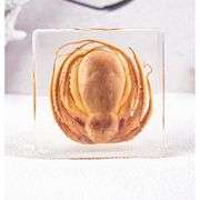 Real Preserved Octopus Paperweight