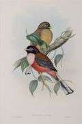 Exclusive John Gould Hand-Colored Lithograph Trogon Bird, 1858-75