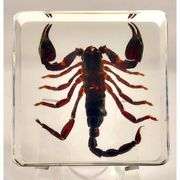 Real Black Scorpion Preserved in Crystal Paperweight