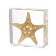 Real Starfish Preserved in Resin Paperweight