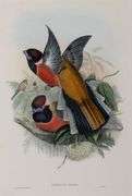 Exclusive John Gould Hand-Colored Lithograph Trogon Bird, 1858-76