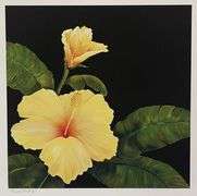 Yellow Hibiscus Artist Proof by Palyn