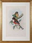 Exclusive John Gould Hand-Colored Lithograph Trogon Bird, 1858-75
