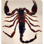 Real Black Scorpion Preserved in Crystal Paperweight