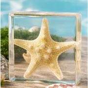 Real Starfish Preserved in Resin Paperweight