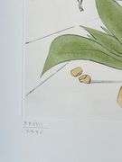 Exclusive Salvador Dali Pencil Signed Limited Edition Etching and Color Stencil from 'Twelve Tribes 