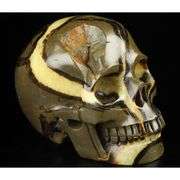5-Inch Hand Carved Dragon Septarian Skull Gemstone
