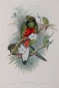 Exclusive John Gould Hand-Colored Lithograph Trogon Bird, 1858-78