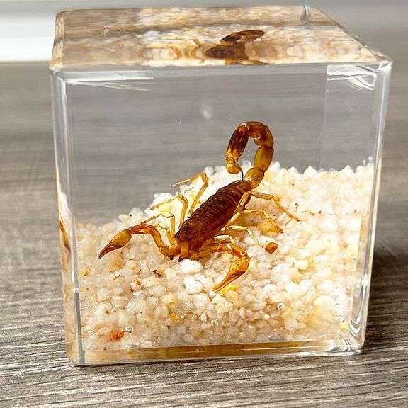 Real Preserved Desert Scorpion Paperweight