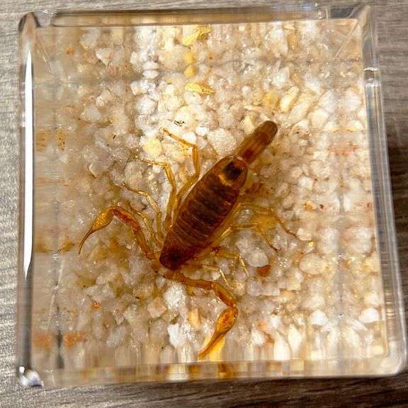 Real Preserved Desert Scorpion Paperweight