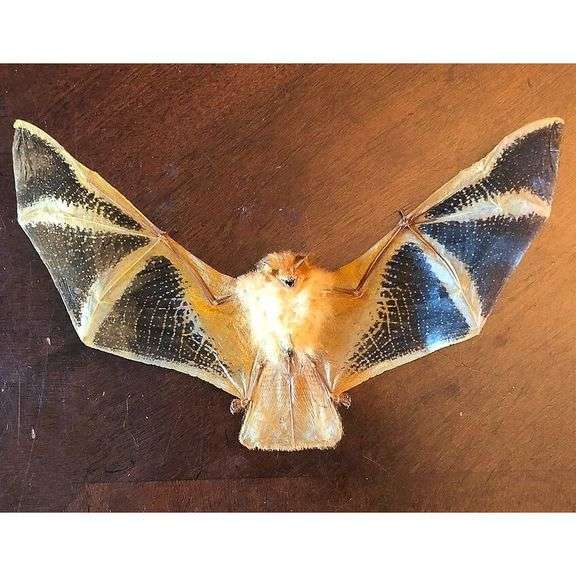 Preserved Open-Wing Bat in Glass Dome