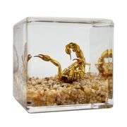 Real Preserved Desert Scorpion Paperweight