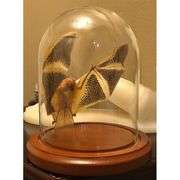 Preserved Open-Wing Bat in Glass Dome