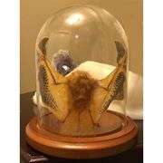 Preserved Open-Wing Bat in Glass Dome