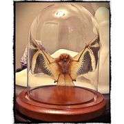 Preserved Open-Wing Bat in Glass Dome