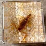 Real Preserved Desert Scorpion Paperweight