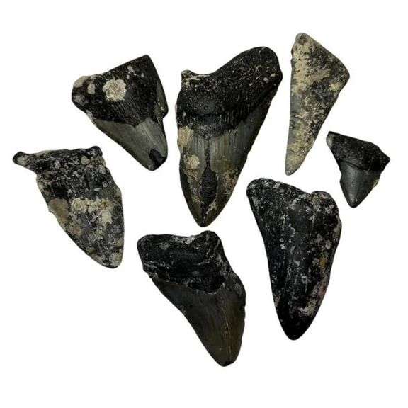 Genuine Fossilized Prehistoric Megalodon Shark Teeth