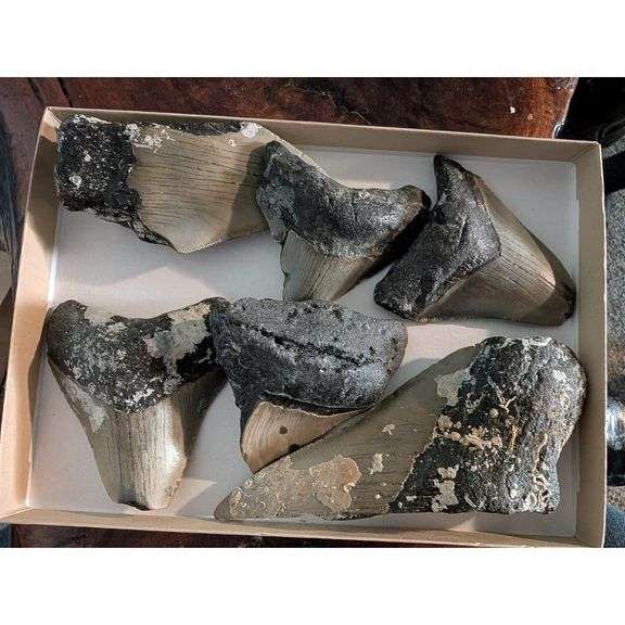 Genuine Fossilized Prehistoric Megalodon Shark Teeth