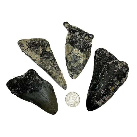 Genuine Fossilized Prehistoric Megalodon Shark Teeth