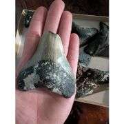 Genuine Fossilized Prehistoric Megalodon Shark Teeth