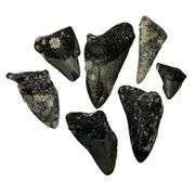 Genuine Fossilized Prehistoric Megalodon Shark Teeth