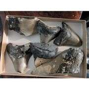 Genuine Fossilized Prehistoric Megalodon Shark Teeth