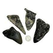 Genuine Fossilized Prehistoric Megalodon Shark Teeth
