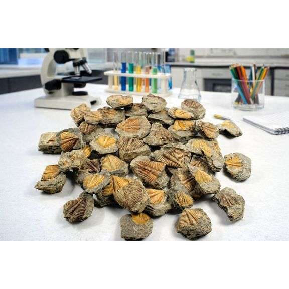 Lot of 10 Paleozoic Trilobite Tail Fossils